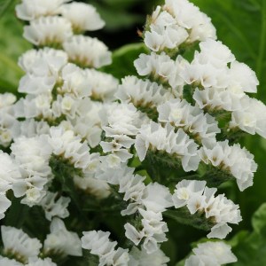 Limonium Qis White
